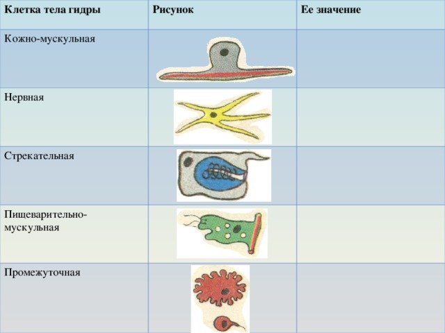 Эпителиально мускульные клетки строение