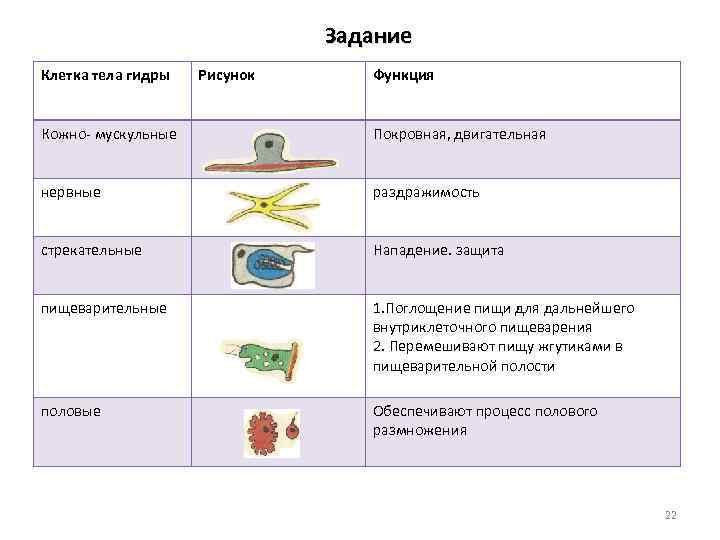Биология 7 класс таблица строение гидры. Клетки и функции