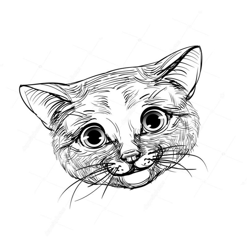 Мордочка котика рисунок