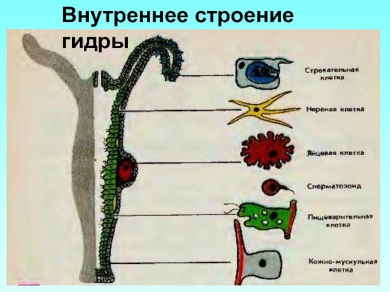 Клеточное строение гидры пресноводной