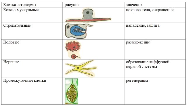 Клетки эктодермы таблица
