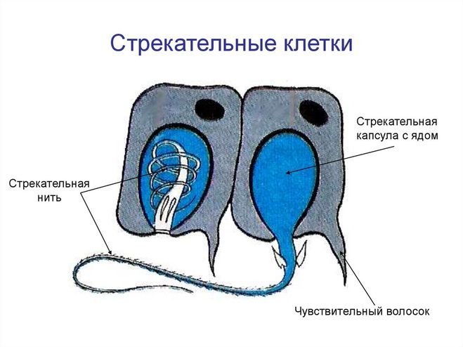 Строение стрекательной клетки гидры