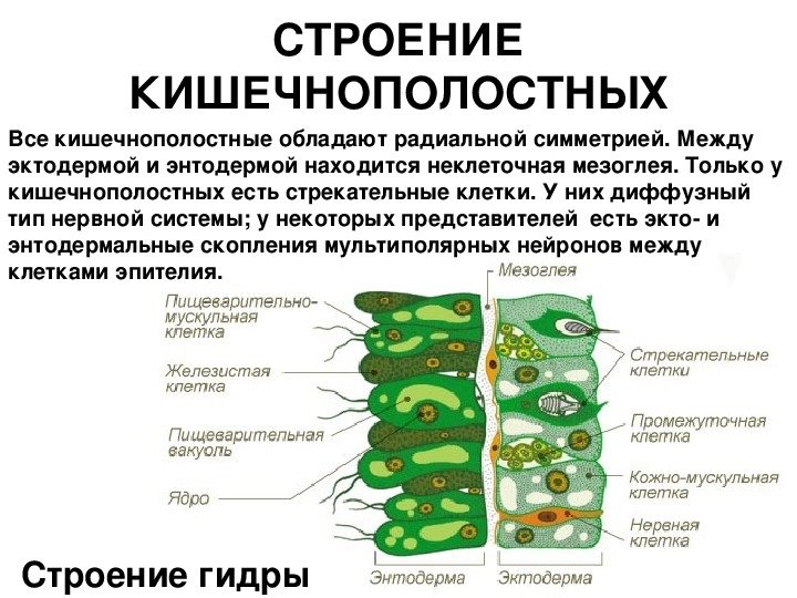 Строение эктодермы и энтодермы функции