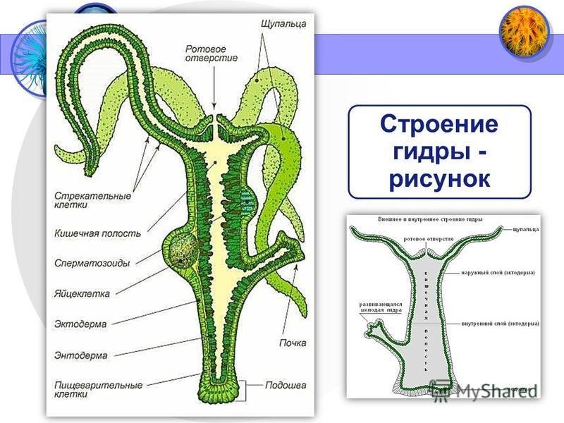 Гидра Пресноводная строение