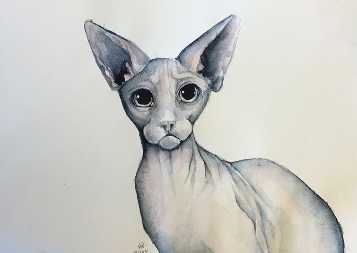 Кошка сфинкс акварелью