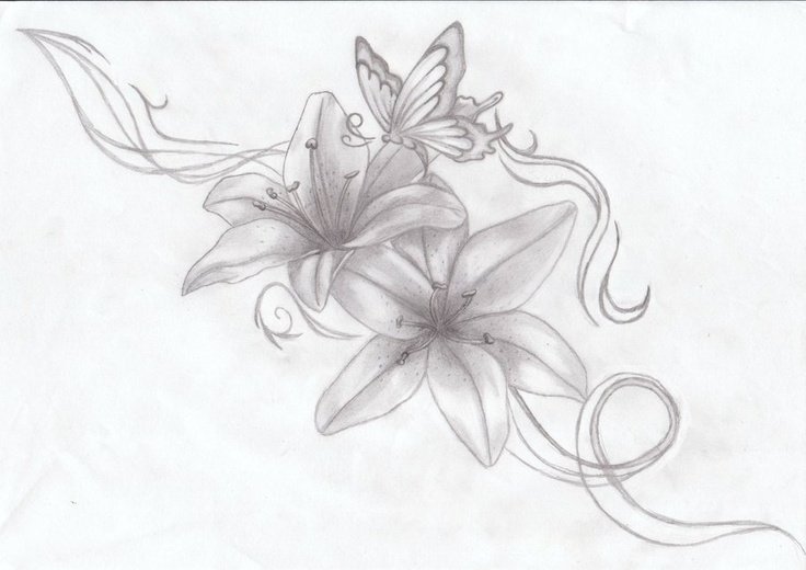 Лилия рисунок