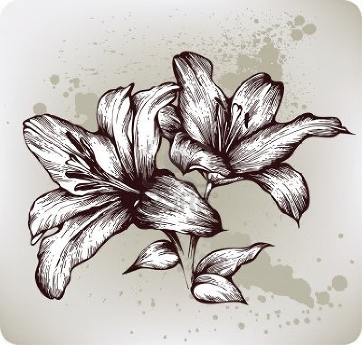 Лилия рисунок