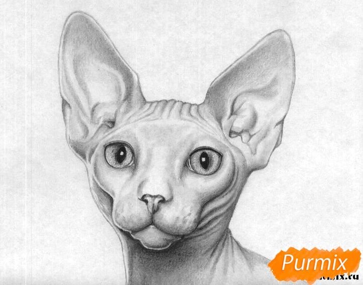 Кошка карандашом