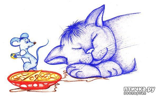 Кот и мышь рисунок для детей
