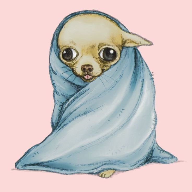 Чихуахуа рисунок