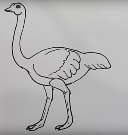 Рисование страуса карандашами
