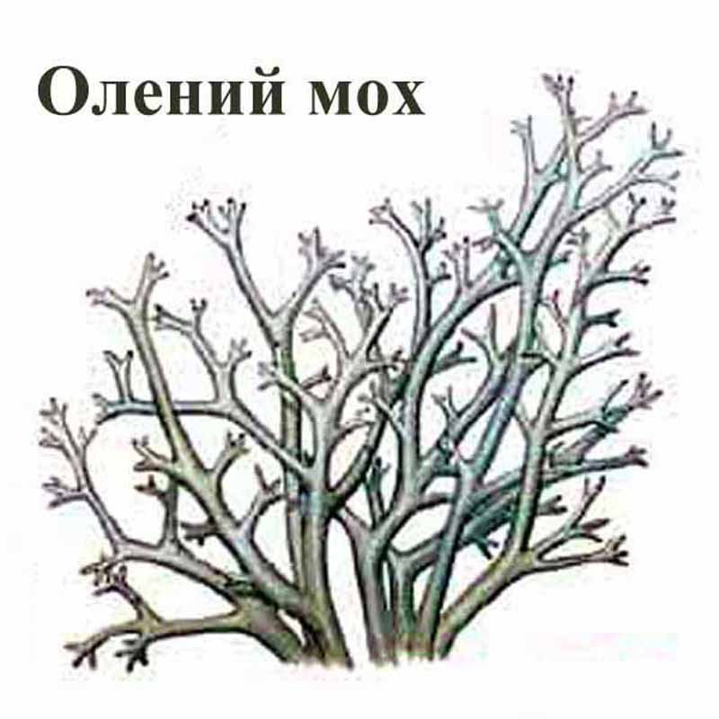 Ягель Олений мох