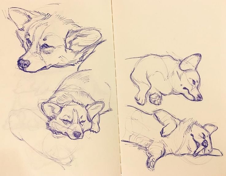 Вельш корги скетч