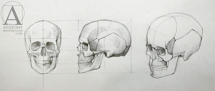Череп сбоку Академический рисунок