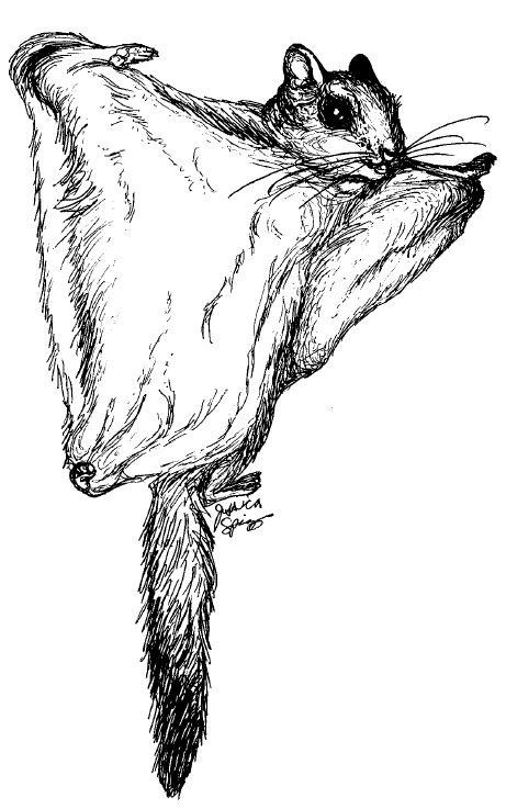 Летяга черная