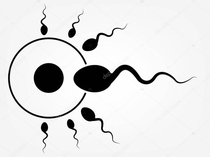Black and White spermatozoa