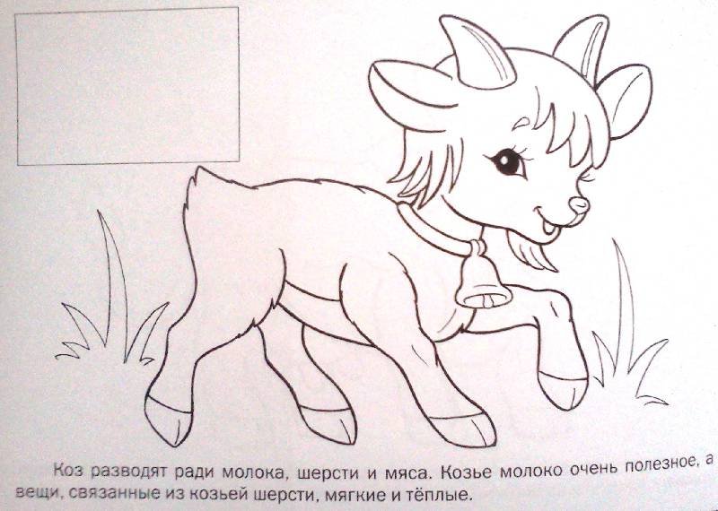 Козленок раскраска для детей
