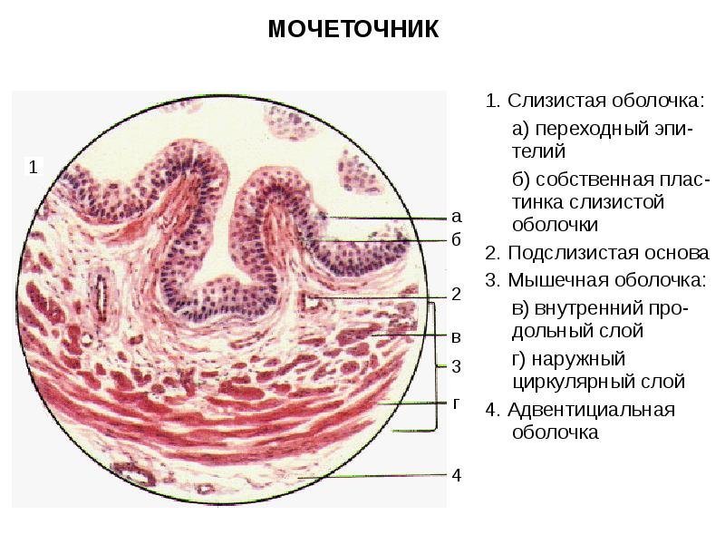 Строение мочеточника гистология