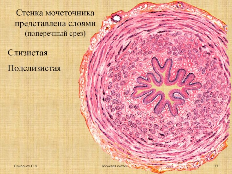 Поперечный срез мочеточника гистология