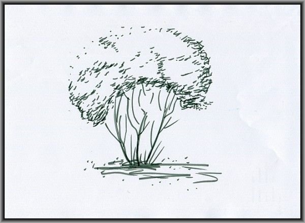 Куст рисунок