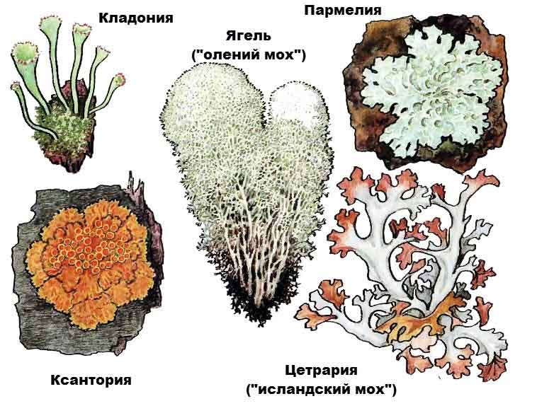 Нарисовать лишайник ягель