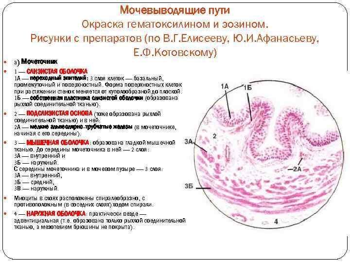 Окрашивание препаратов гематоксилином и эозином