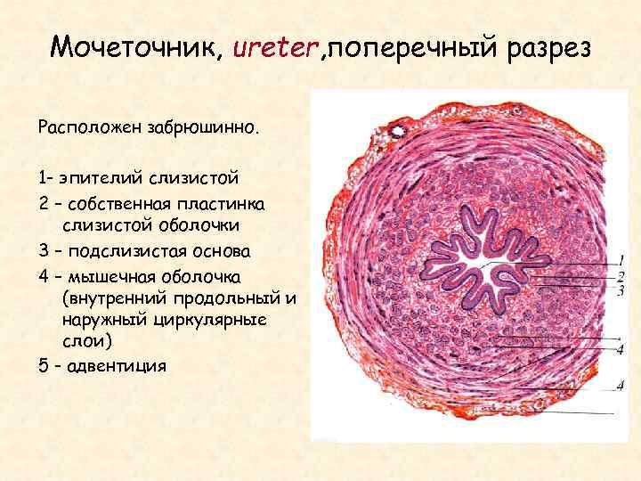 Строение мочеточника гистология