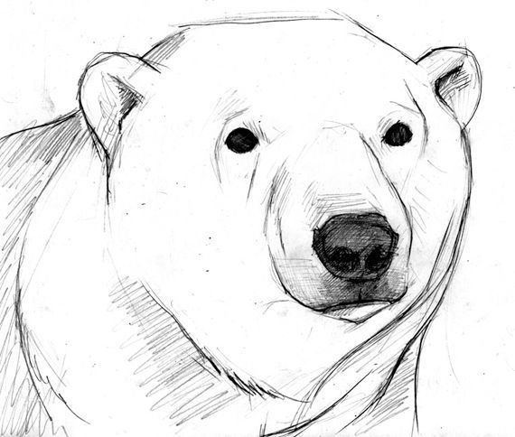 Медведь рисунок карандашом
