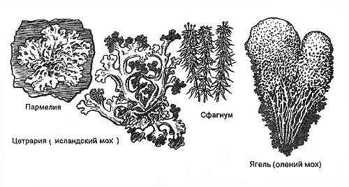 Строение лишайника ЕГЭ