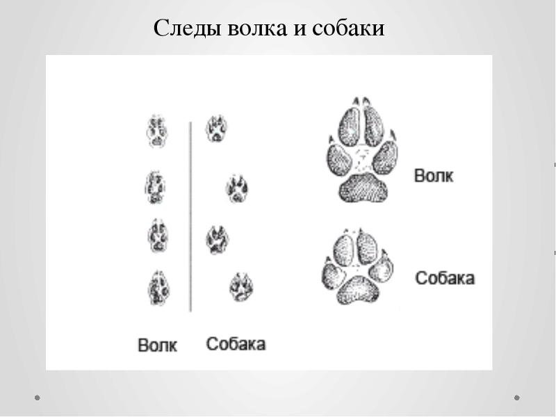 Как отличить след волка от собачьего