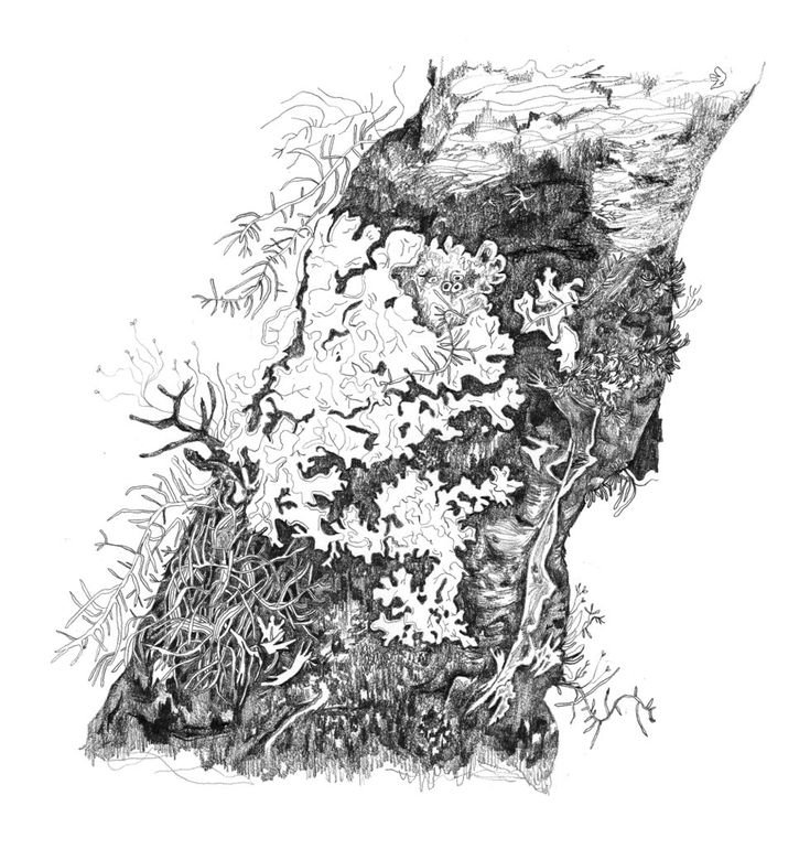 Лишайники раскраска