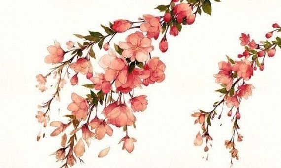 Цветы Сакуры акварель