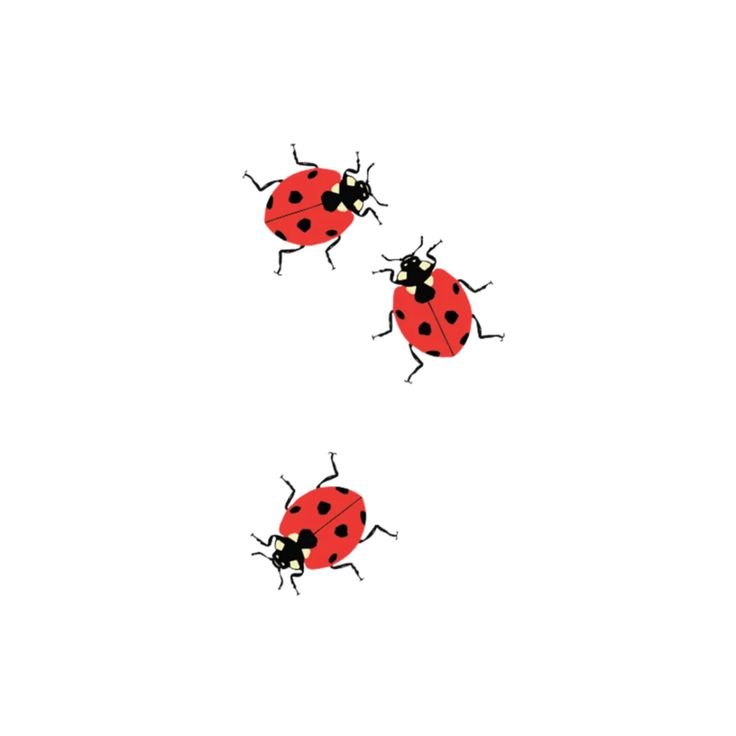 Божьи коровки