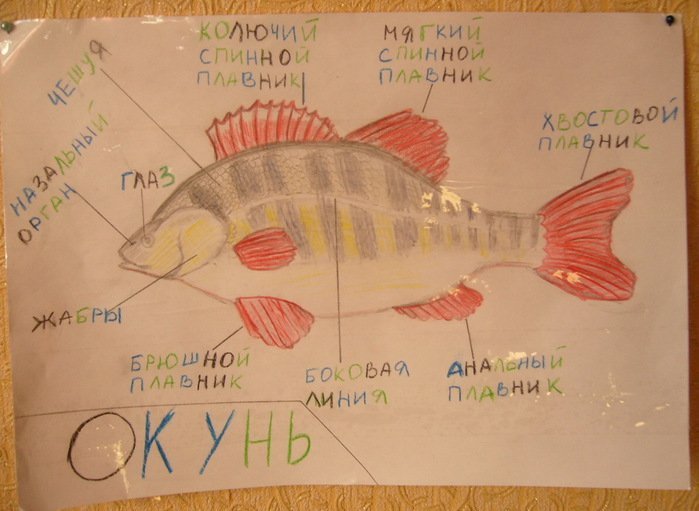 Нарисовать окуня