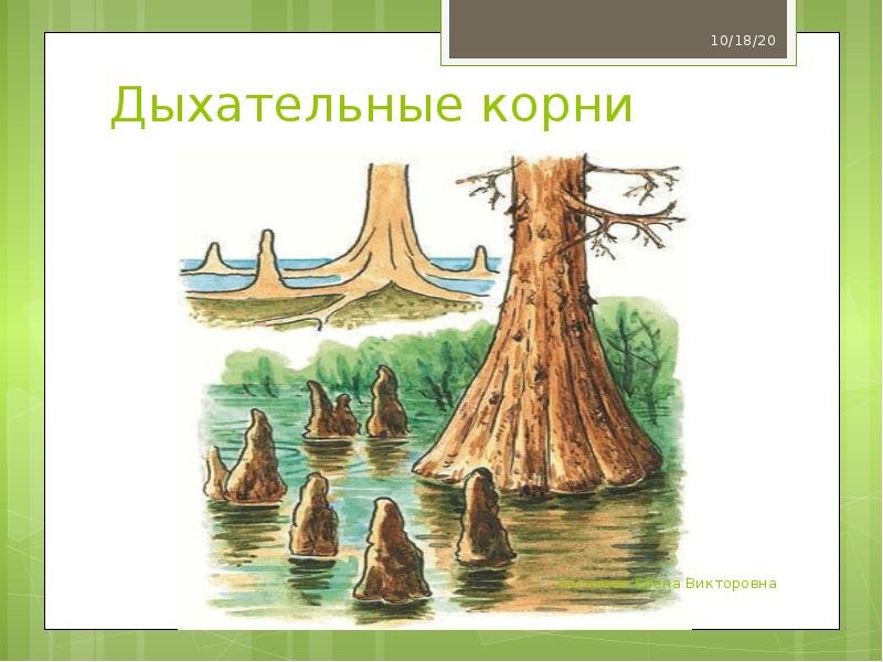 Дыхательные корни пневматофоры