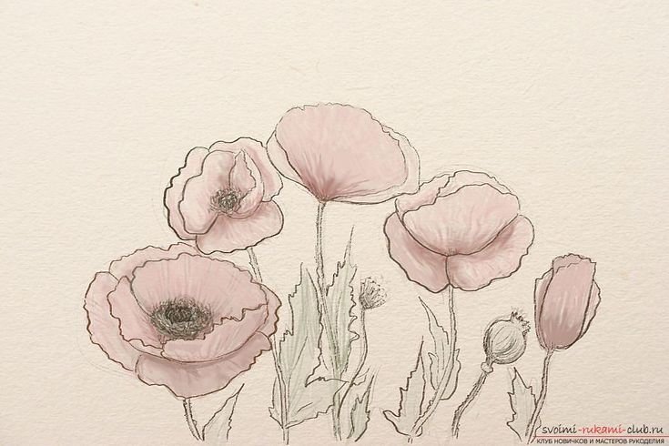 Рисунки маков для срисовки