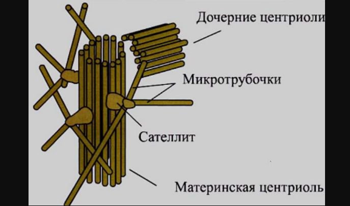 Схема строения клеточного центра