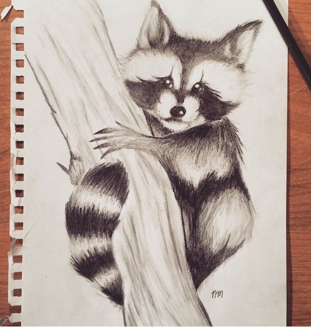 Енот для рисования