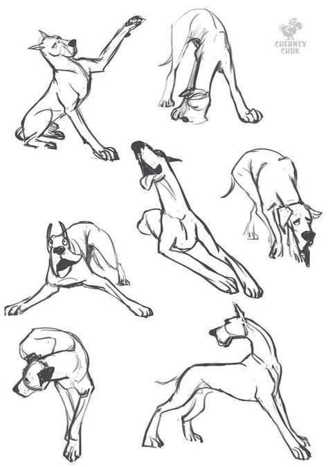 Собаки в разных позах