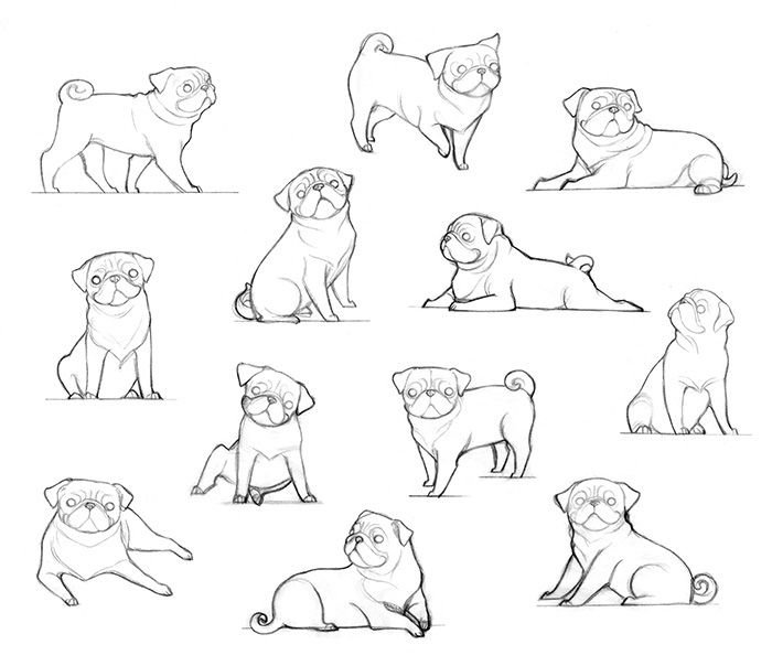 Мопс референс