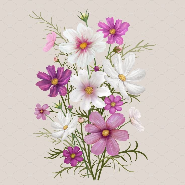 Рисунок космеи