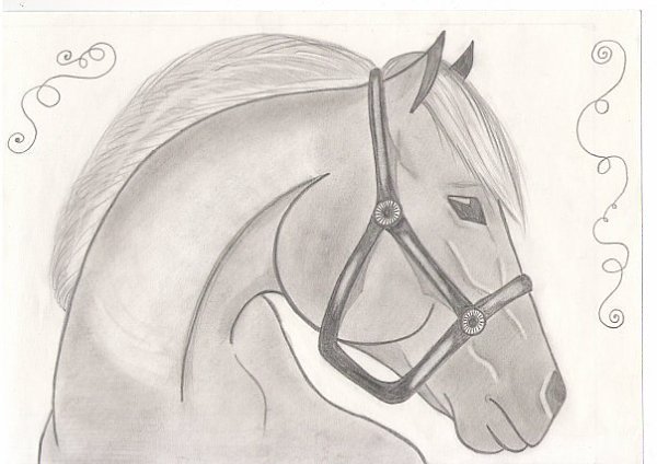 Лошадь рисунок карандашом