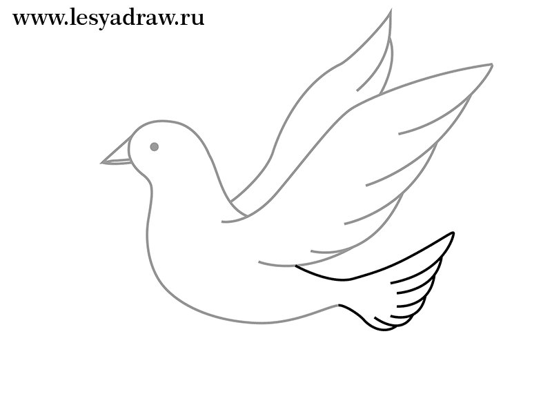Голубь для рисования