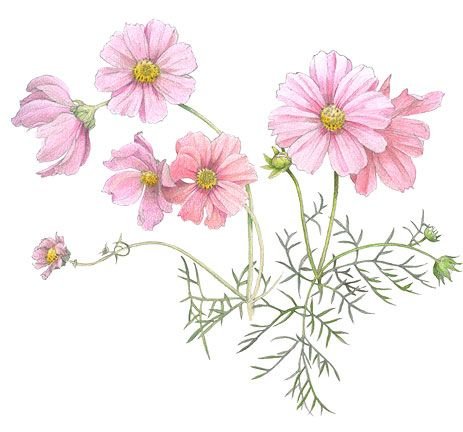Рисование космея акварелью