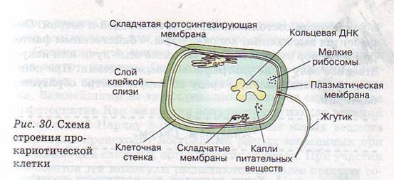 Строение прокариотической клетки рисунок