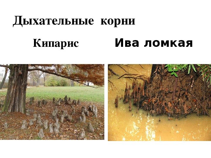 Ива ломкая дыхательные корни