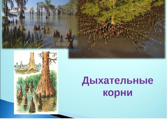 Дыхательные корни болотного кипариса
