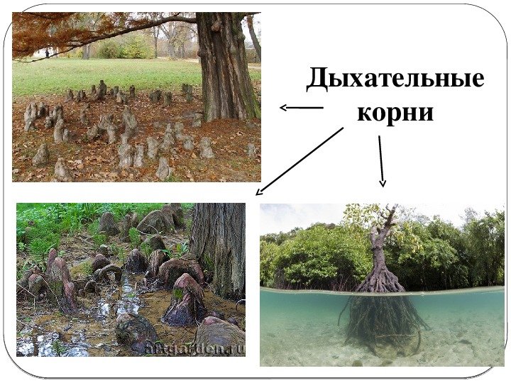 Дыхательные корни