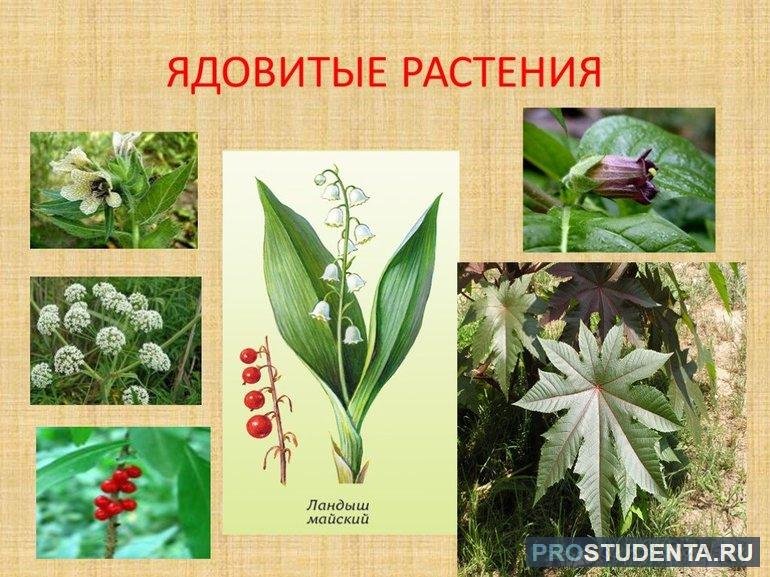 Ядовитые и неядовитые растения