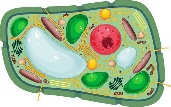 Муляж Plant Cell structure bm064